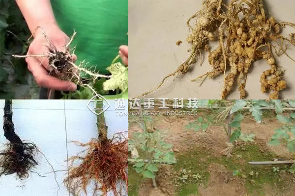 雞糞這樣做有機(jī)肥危害太大!70%人都用錯(cuò)方法!看看你做對(duì)了沒(méi)?