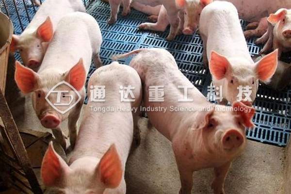  養(yǎng)豬豬糞怎么處理?豬糞有機肥加工設備有哪些?