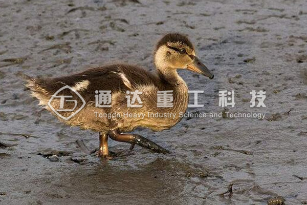 養(yǎng)10000只鴨子適合配備多大產(chǎn)量的鴨糞有機(jī)肥生產(chǎn)線？需要投資多少錢?