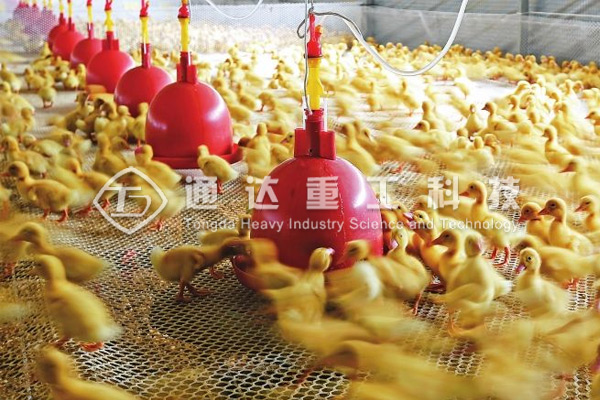 養(yǎng)10000只鴨子適合配備多大產(chǎn)量的鴨糞有機(jī)肥生產(chǎn)線？需要投資多少錢?