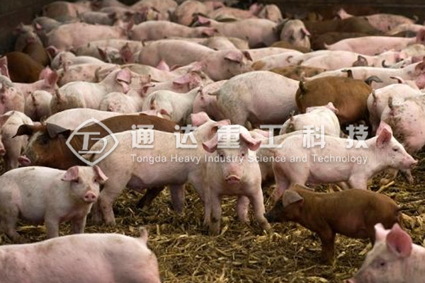中小型養(yǎng)豬場的豬糞怎么處理?豬糞有機(jī)肥生產(chǎn)線怎么建?需要多少錢?